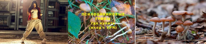 kraken вход  Северск  Галлюциногенные грибы Psilocybine cubensis 